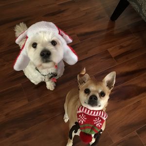 Meet your Posher, Izzie